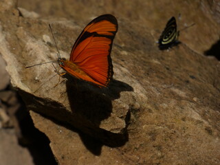 Orange Butterfly Resting on Sunlit Rock in Paraguay Rainforest © Sven
