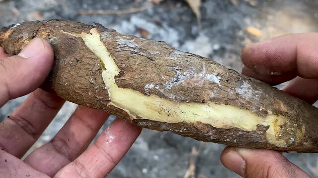 Roasted cassava root split open, showing the soft white texture inside