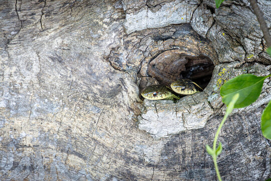 two garter snake faces peeking out from a hollow tree details closeup