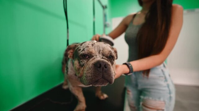 Groomer brushing a merle american bully at a pet grooming salon