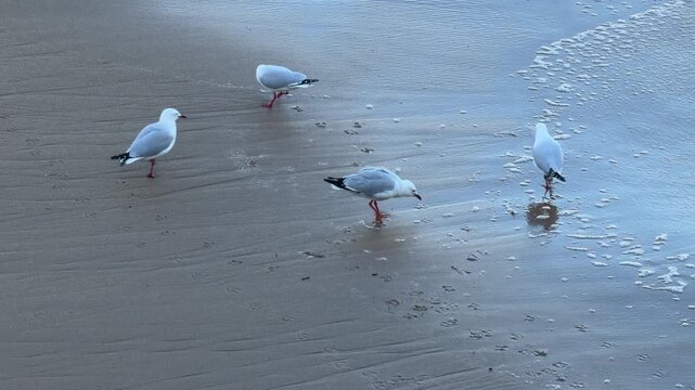 Flock of seagulls pecking at the sand as waves roll in at sunset in Australia 4k video footage
