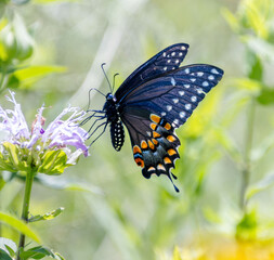 black swallowtail butterfly on wild bergamot flower closeup in flight © SurfyArt
