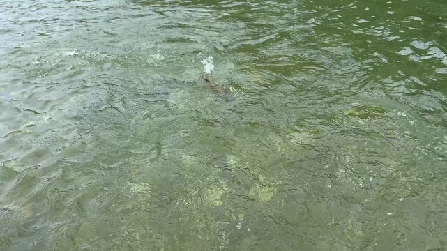 Rare Dolly Varden or Bull Trout in water with lure in its mouth fighting. Fish was released unharmed and never removed from the water. Catch and released only. 