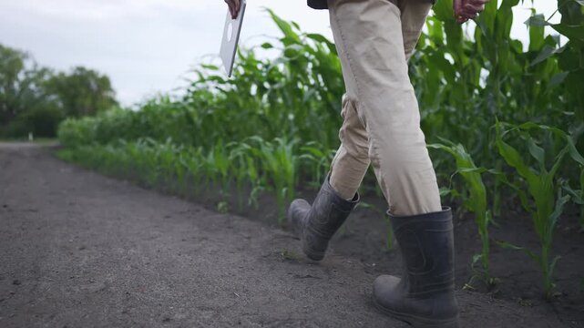 A man walks along a dirt path in a corn field, holding a clipboard. The man observes the healthy corn plants growing on either side of the path.