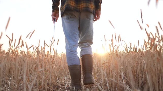 A man walks through a wheat field during sunset. The wheat sways gently as the man inspects the healthy wheat crop.