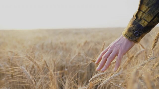 A farmer gently touches the wheat with his hand. The farmer's hand glides over the golden wheat, feeling the texture under the warm sunlight.
