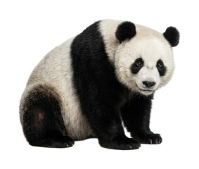 Adorable sitting panda theme Fluffy wildlife panda design Realistic isolated panda theme Wallpaper Background image © maruf
