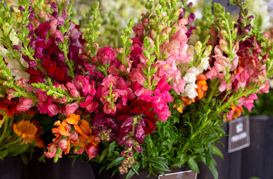 Colorful Snapdragon flower stems for sale at a local outdoor market