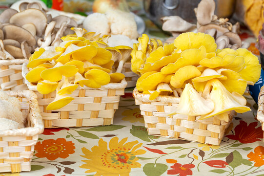 Golden oyster mushrooms for sale at a local farmer's market