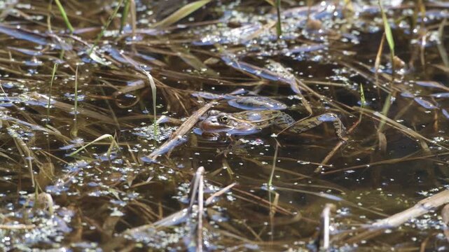 Northern Leopard Frog calling to attract females during breeding season in Minnesota