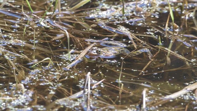 Northern Leopard Frog calling to attract females during breeding season in Minnesota