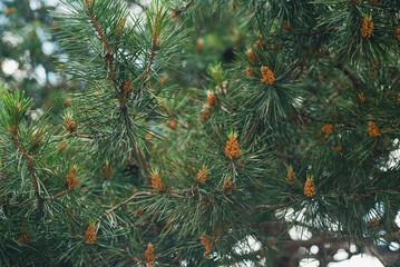 Pine branch with cones. Pine with cones. © lelya198814