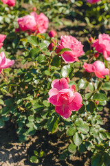 Fototapeta premium Flowering pink roses. Flowerbed with blooming roses.