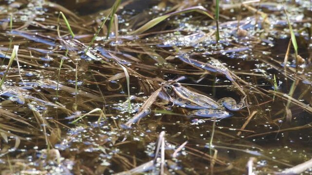 Northern Leopard Frog calling to attract females during breeding season in Minnesota