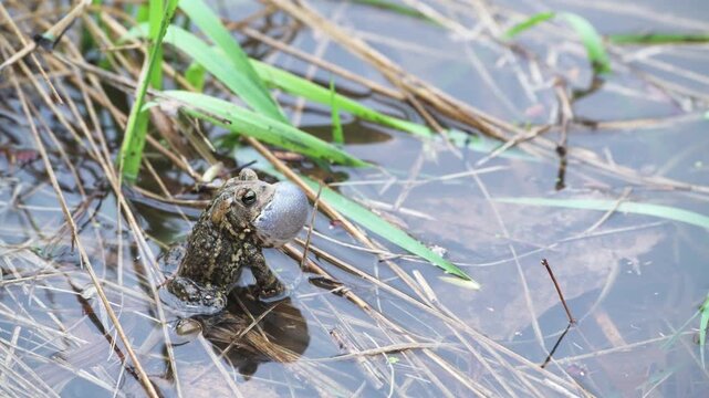 An American toad singing his mating call.