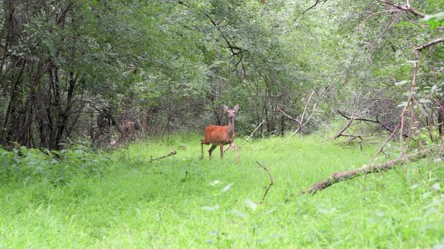 A young White-tailed deer running away in the woods in Minnesota