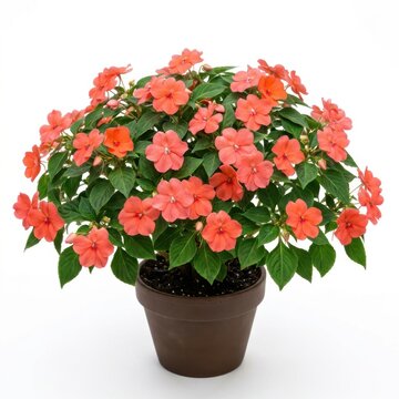 Vibrant Pink Impatiens Flower Plant in Pot for Garden Decor.