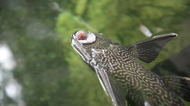 A Suckermouth Catfish feeding on top of the water in Como Park in Minnesota