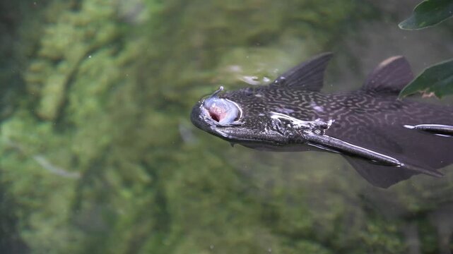 A Suckermouth Catfish feeding on top of the water in Como Park in Minnesota