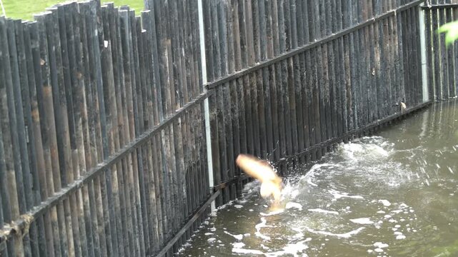 Invasive Carp jumping fence put up by the DNR to stop them from entering the main part of the lake to get upstream in Minnesota