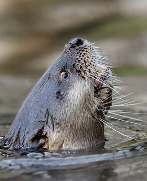River Otters are Adorable Predators Cute Whiskers