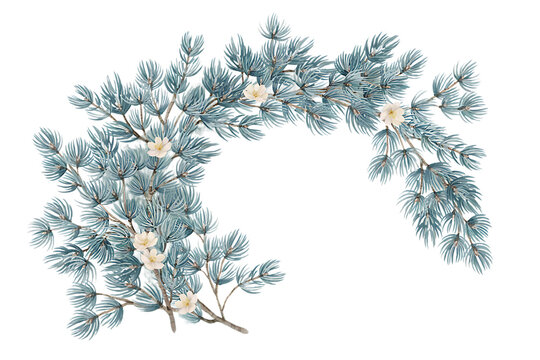 Graceful watercolor arch of conifer branches with soft green needles and small white flowers for seasonal and botanical isolated on a transparent background