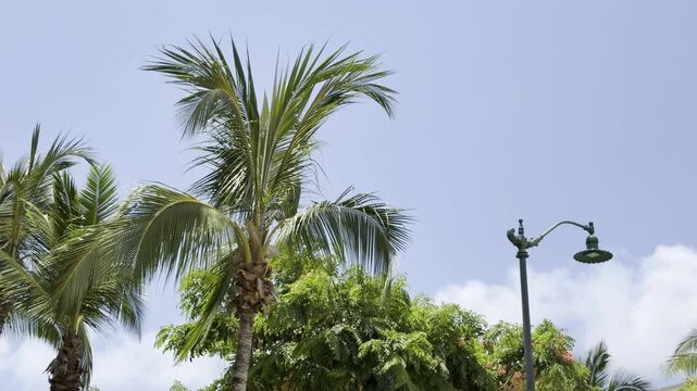 Coconut palm trees. The coconut (Cocos nucifera) is a member of the palm family (Arecaceae) and the only living species of the genus Cocos. Waikiki, Honolulu, Oahu, Hawaii