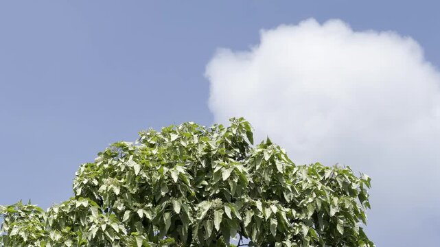 Aleurites moluccanus, candlenut, Indian walnut or, in Hawaii, kukui, is a tree in the spurge family Euphorbiaceae. City of Hawaii, Oahu island, Hawaii