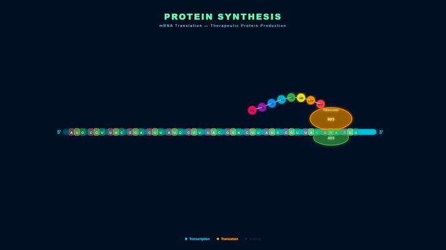 Animated visualization demonstrates CRISPR Gene Therapy mechanisms as ribosomes dock onto mRNA strands to translate genetic code into growing polypeptide chains for advanced medical research.