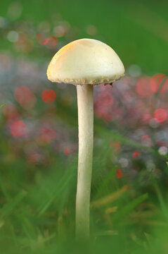*Protostropharia semiglobata* mushroom amidst grass