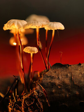 *Marasmius rotula* mushrooms on a tree trunk
