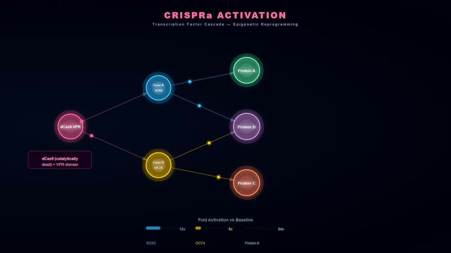 This dynamic animation of CRISPR Gene Therapy shows the sequential activation of transcription factors leading to a complex protein cascade for successful epigenetic cellular reprogramming.