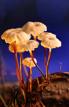 *Marasmius rotula* mushrooms on a tree trunk against a colorful background