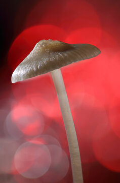 Close-up of a *Mycena* mushroom