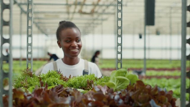 Smiling African American vegetables picker transporting a rack of crates with lettuce grown pesticide-free, showing professional greenhouse work and organic farming in a controlled greenhouse.