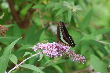 A blue swallowtail butterfly sipping nectar from a butterfly bush flower © Mt. Cape