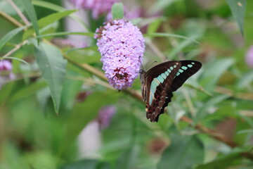 A blue swallowtail butterfly sipping nectar from a butterfly bush flower © Mt. Cape
