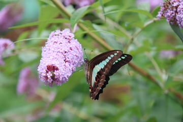 A blue swallowtail butterfly sipping nectar from a butterfly bush flower © Mt. Cape