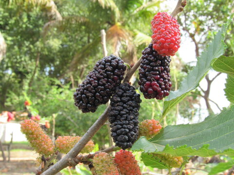 Frutas variadas