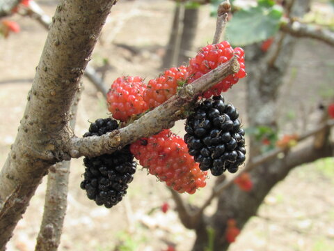 Frutas variadas