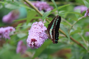 A blue swallowtail butterfly sipping nectar from a butterfly bush flower © Mt. Cape