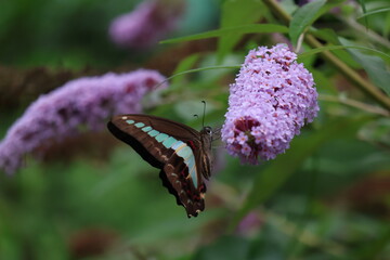 A blue swallowtail butterfly sipping nectar from a butterfly bush flower © Mt. Cape