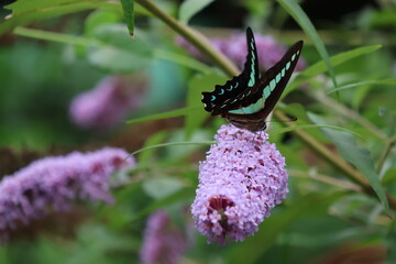A blue swallowtail butterfly sipping nectar from a butterfly bush flower © Mt. Cape