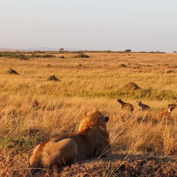 Lion observing hyenas in arid African grassland