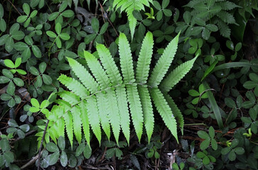 A bela folhagem da samambaia de Boston (Christella dentata) na floresta.  © Nancy Ayumi Kunihiro