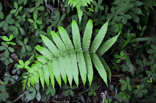 A bela folhagem da samambaia de Boston (Christella dentata) na floresta.
