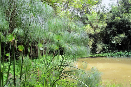 Several papyrus plants (Cyperus papyrus) growing at the edge of the lake.