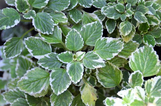 The beautiful foliage of boldo variegata (Plectranthus coleoides) in the vegetable garden