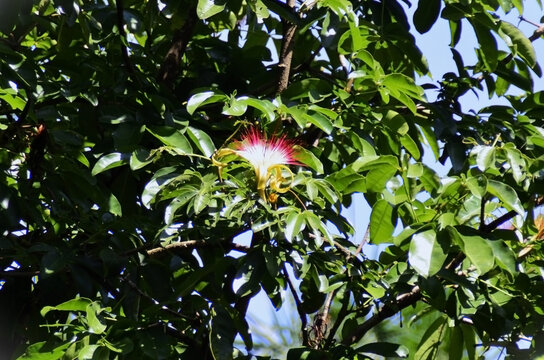The red flower of the Munguba (Pachira aquatica)