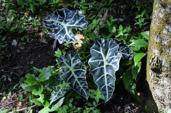 The beautiful foliage of the African mask plant (Alocasia Polly) in the forest.